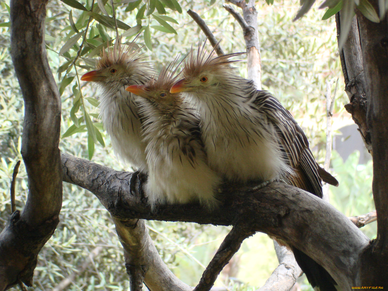 животные, птицы