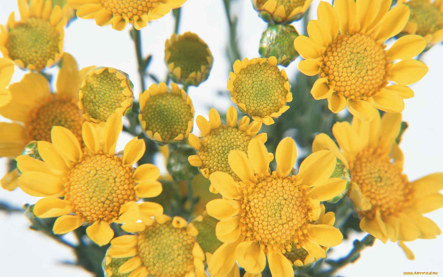 цветы, хризантемы