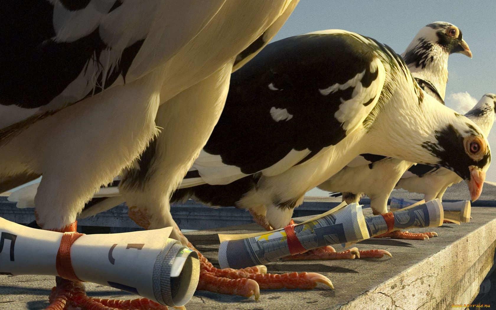 животные, голуби