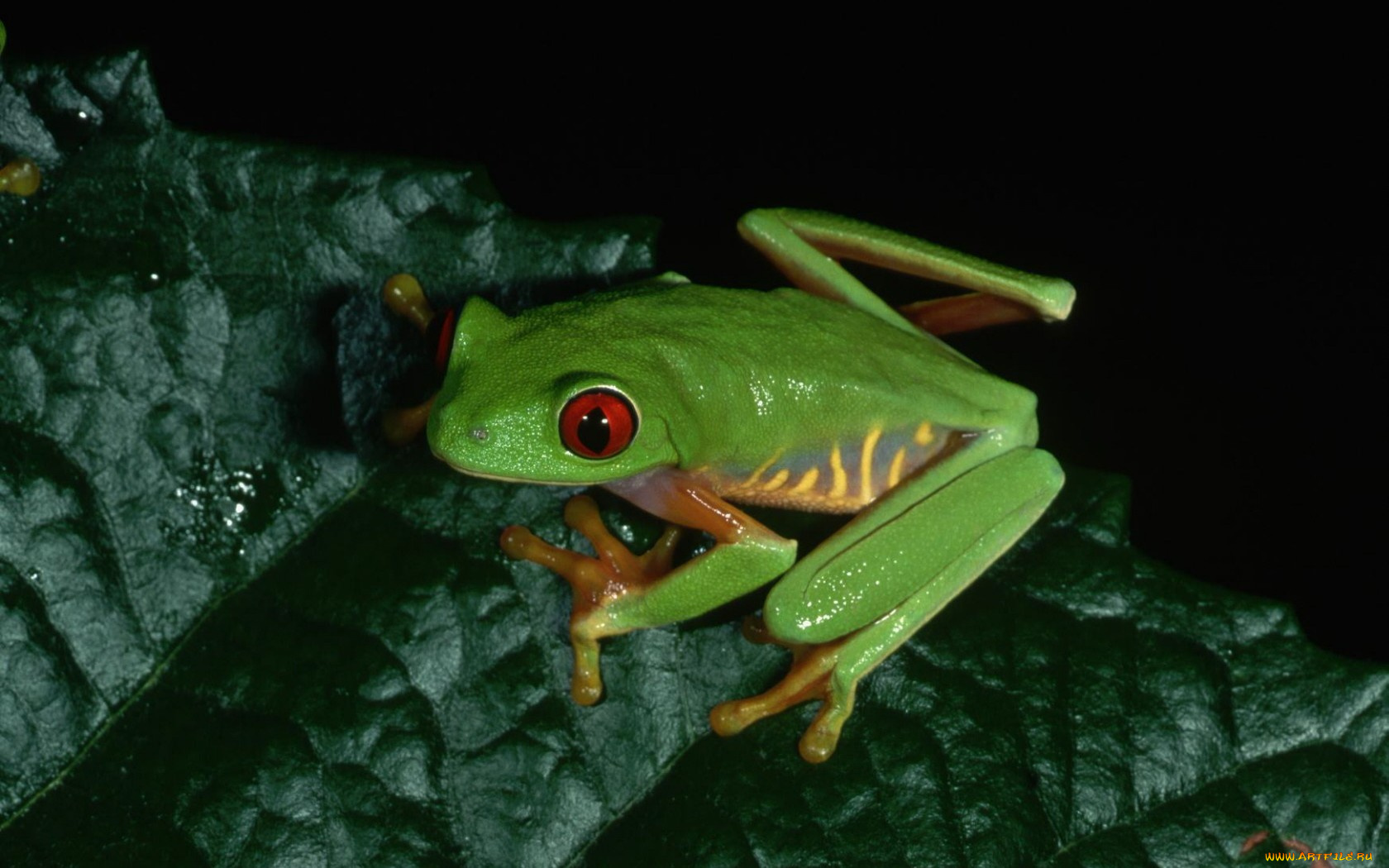 животные, лягушки