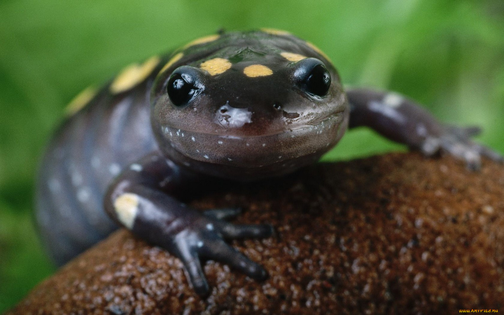 животные, Ящерицы, игуаны, вараны