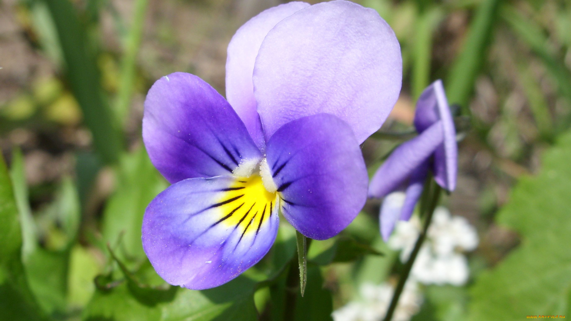 цветы, фиалки