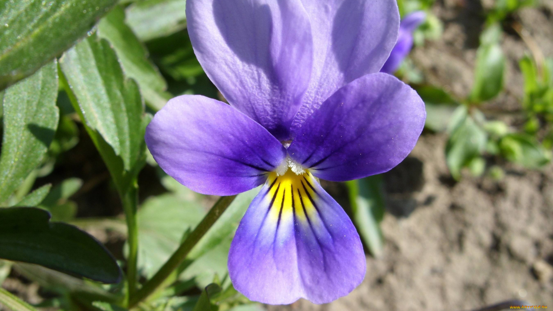 цветы, фиалки