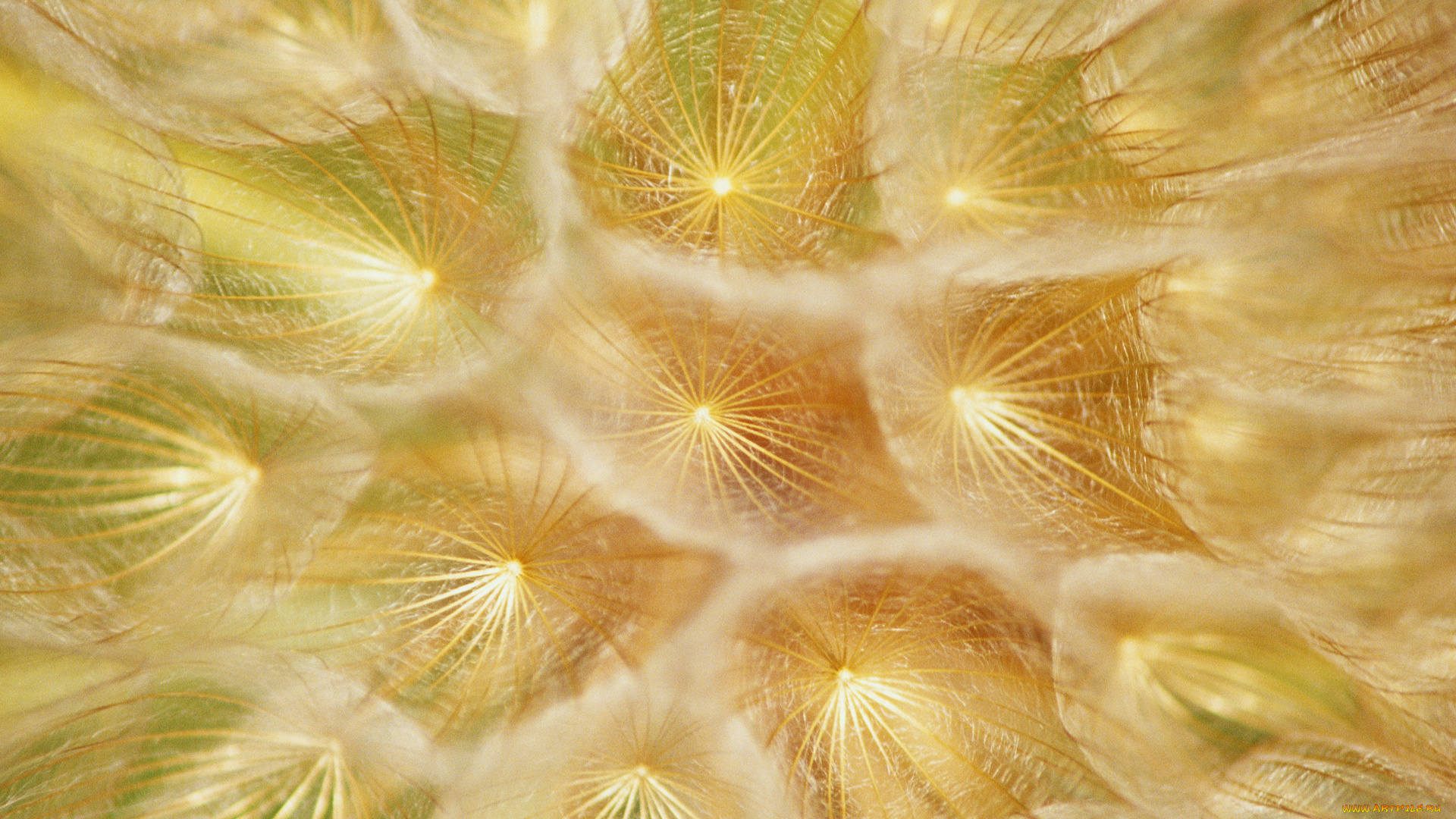 цветы, одуванчики