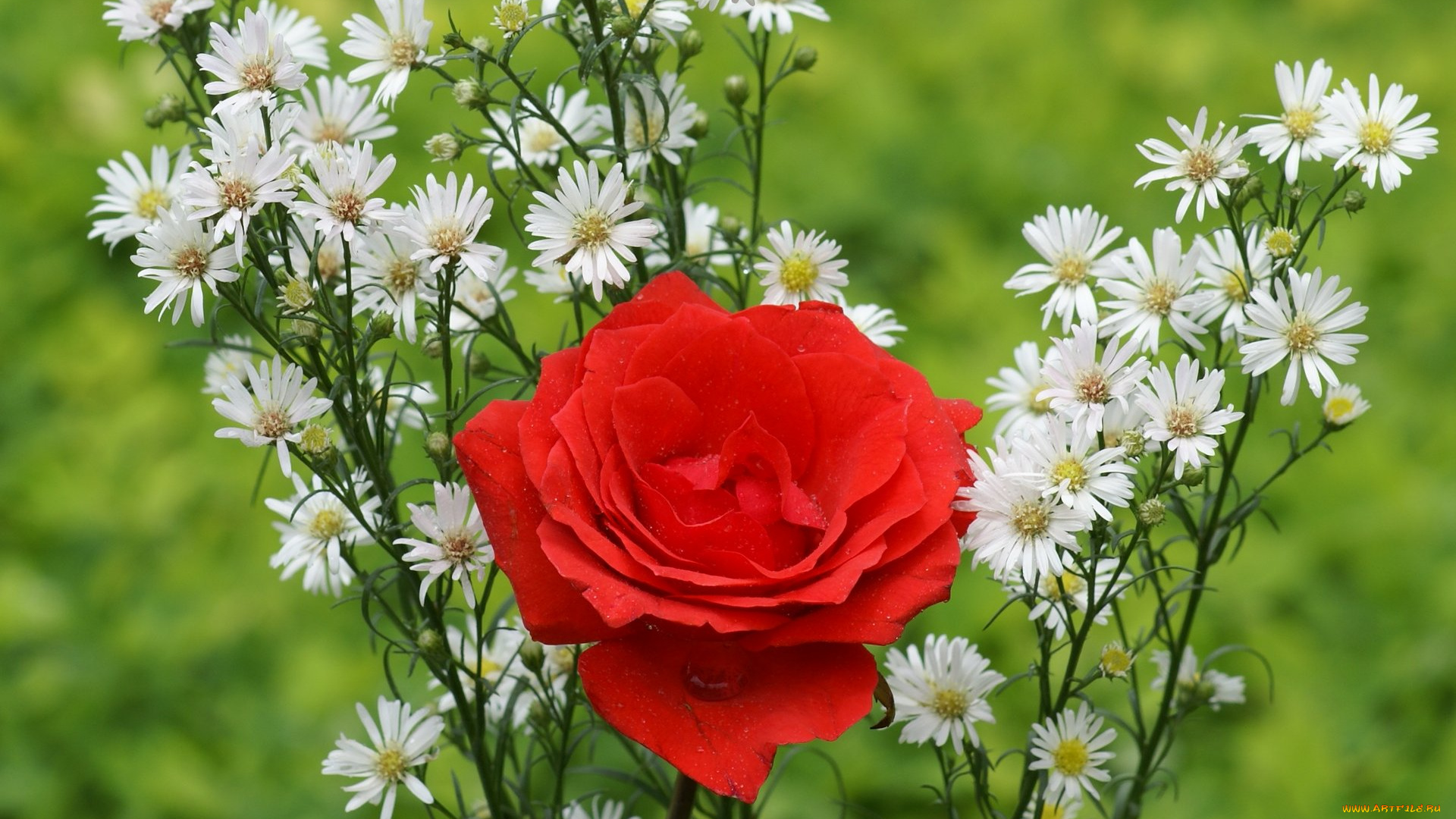 цветы, разные, вместе