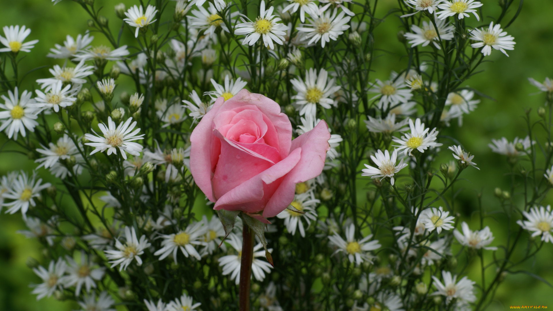 цветы, разные, вместе