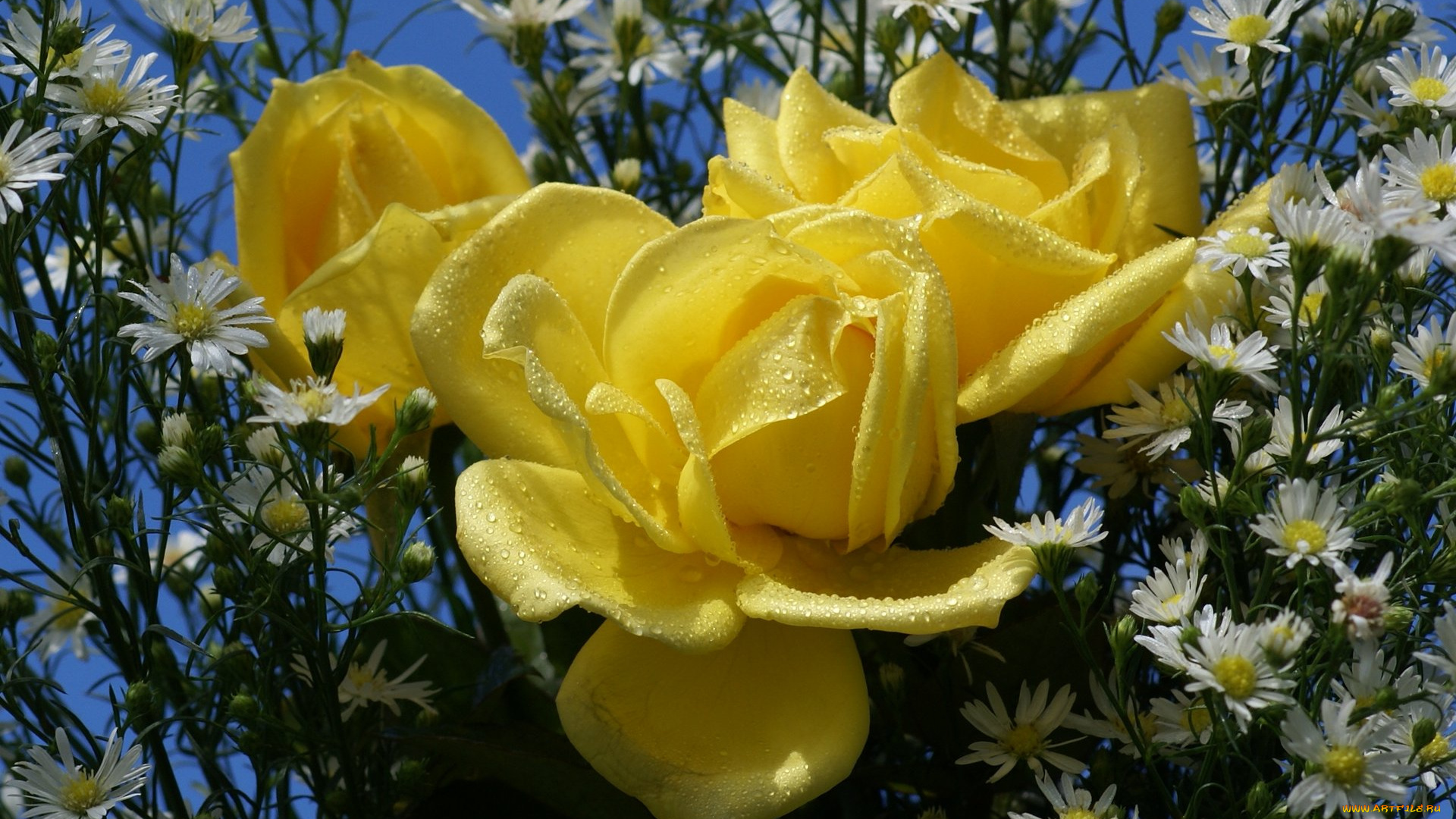 цветы, разные, вместе