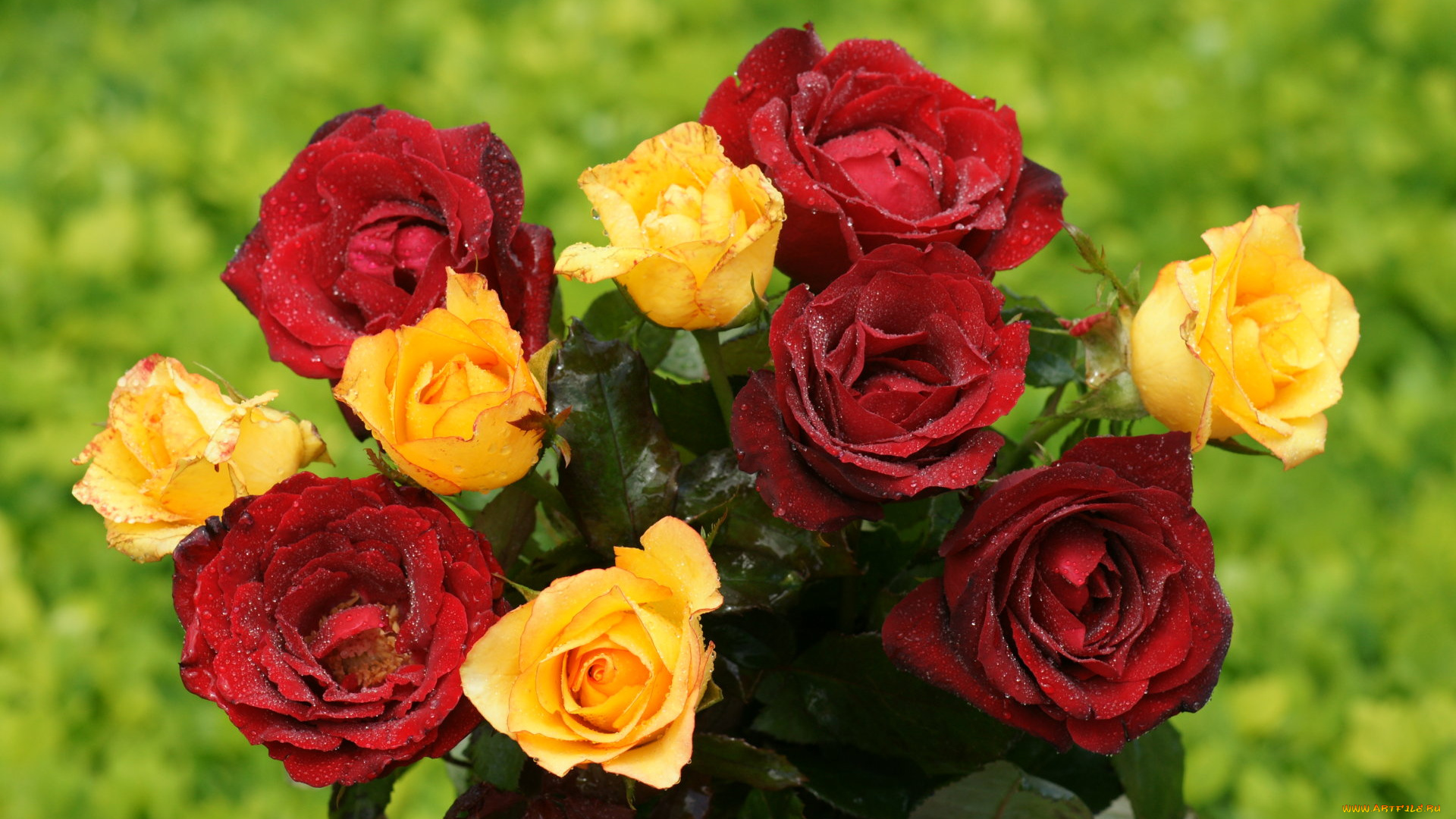 цветы, розы