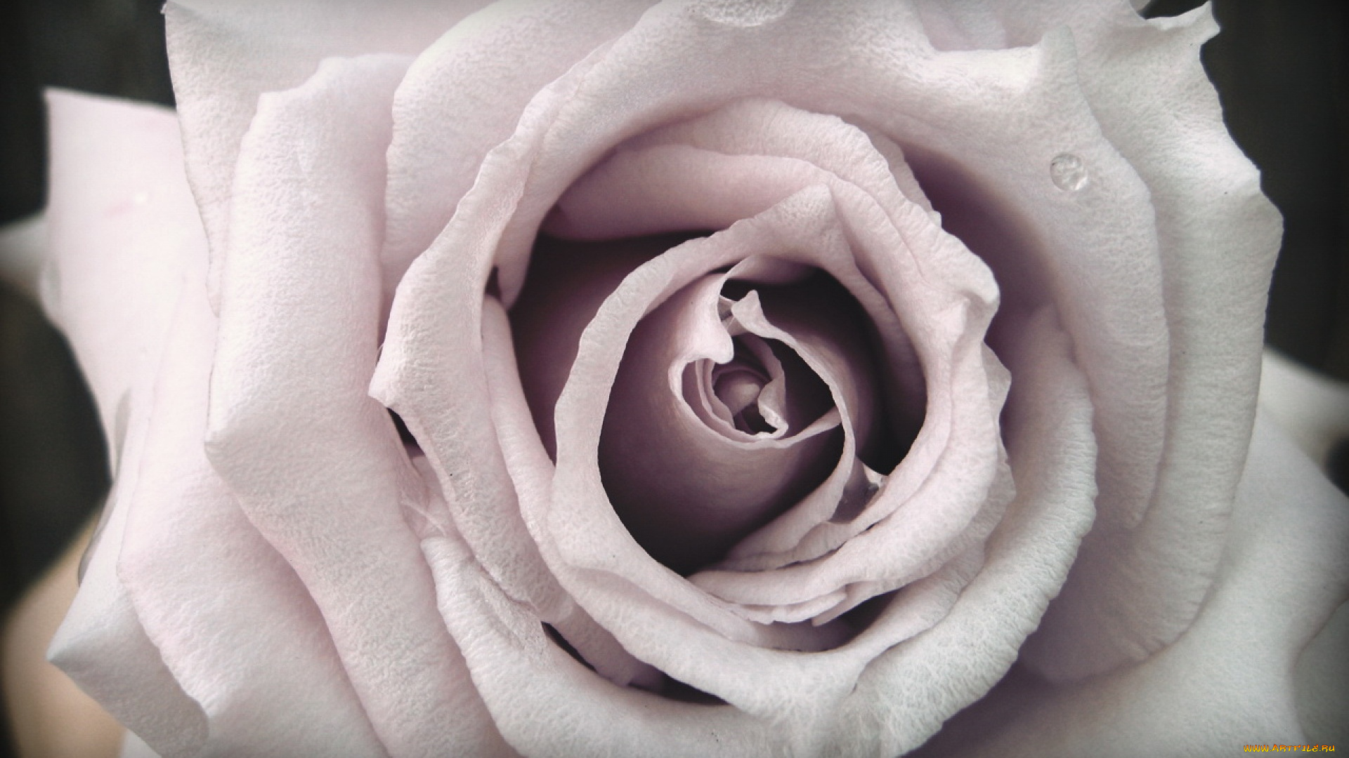 цветы, розы