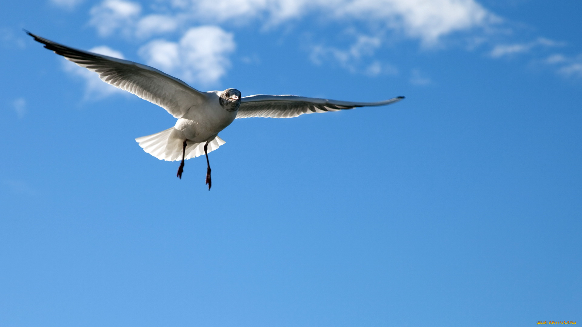 животные, Чайки, бакланы, крачки