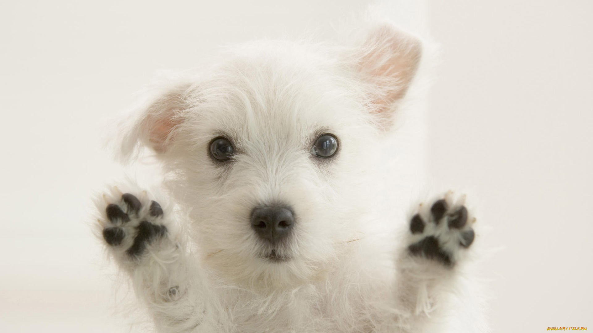 животные, собаки