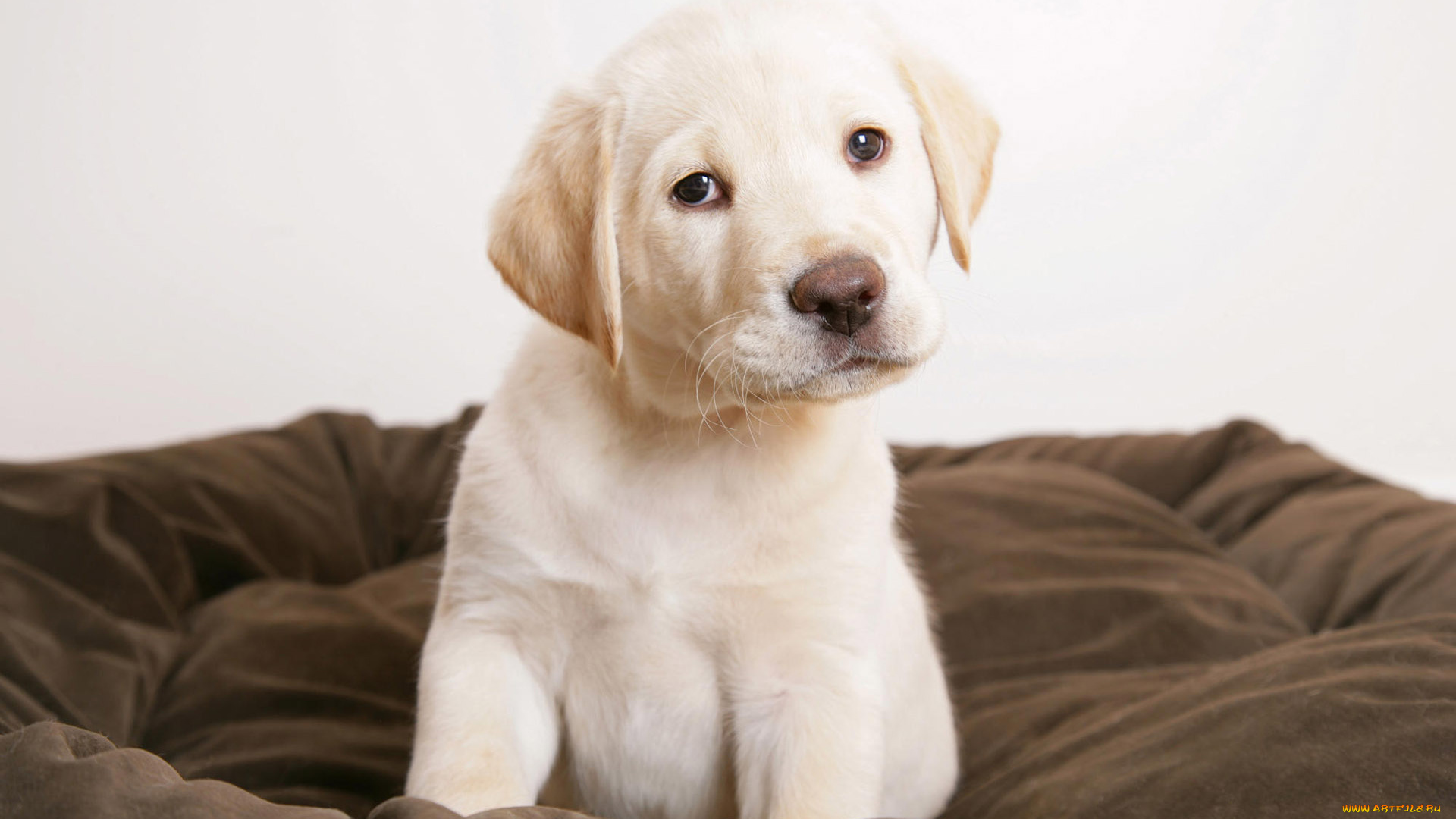 животные, собаки