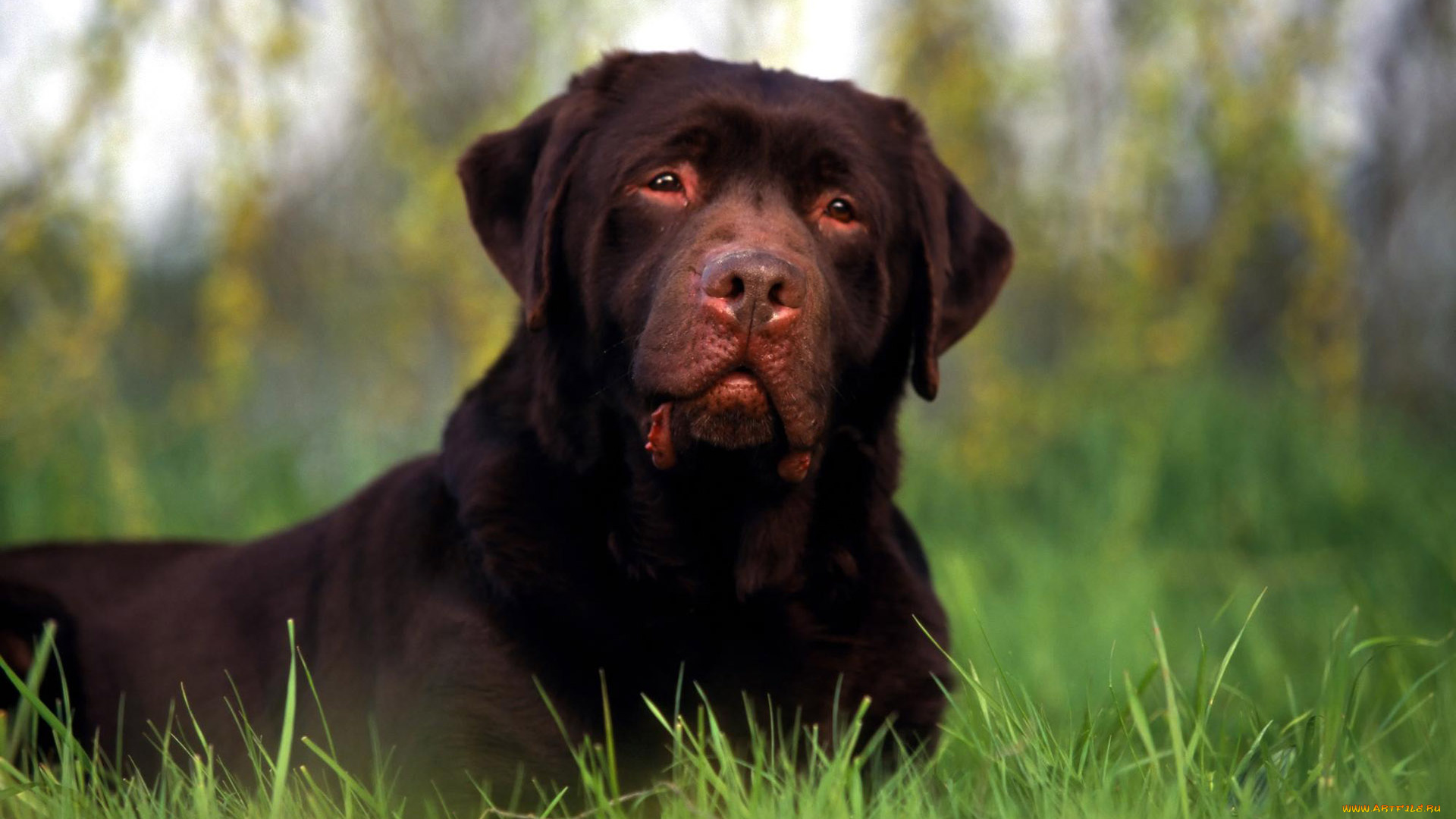 животные, собаки