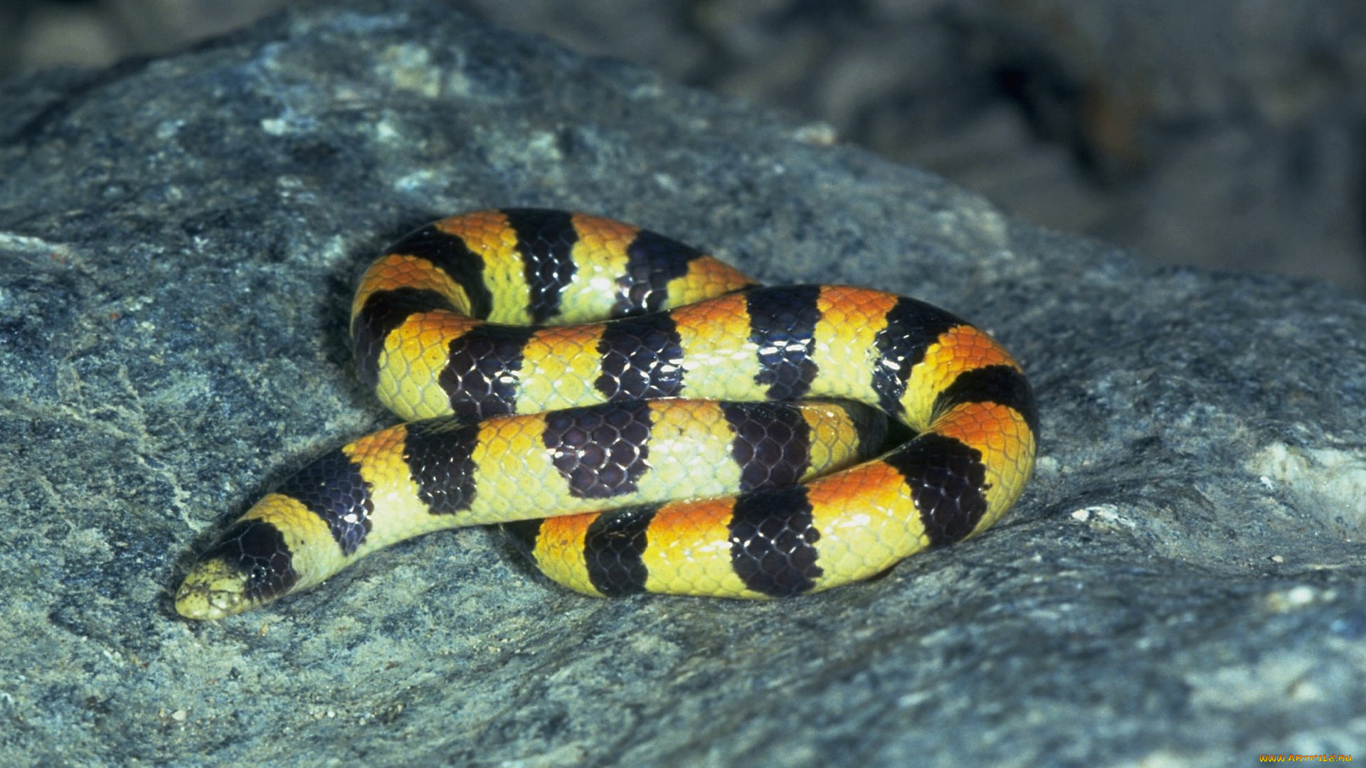 животные, змеи, питоны, кобры