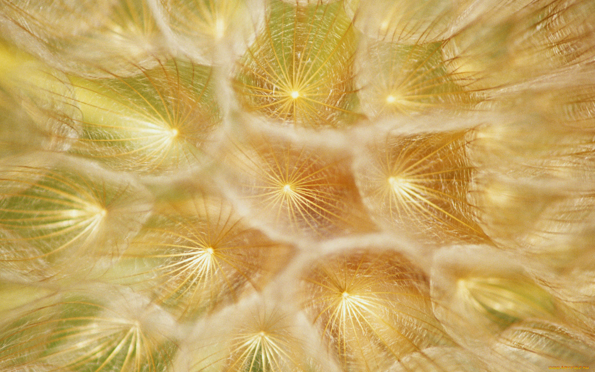 цветы, одуванчики