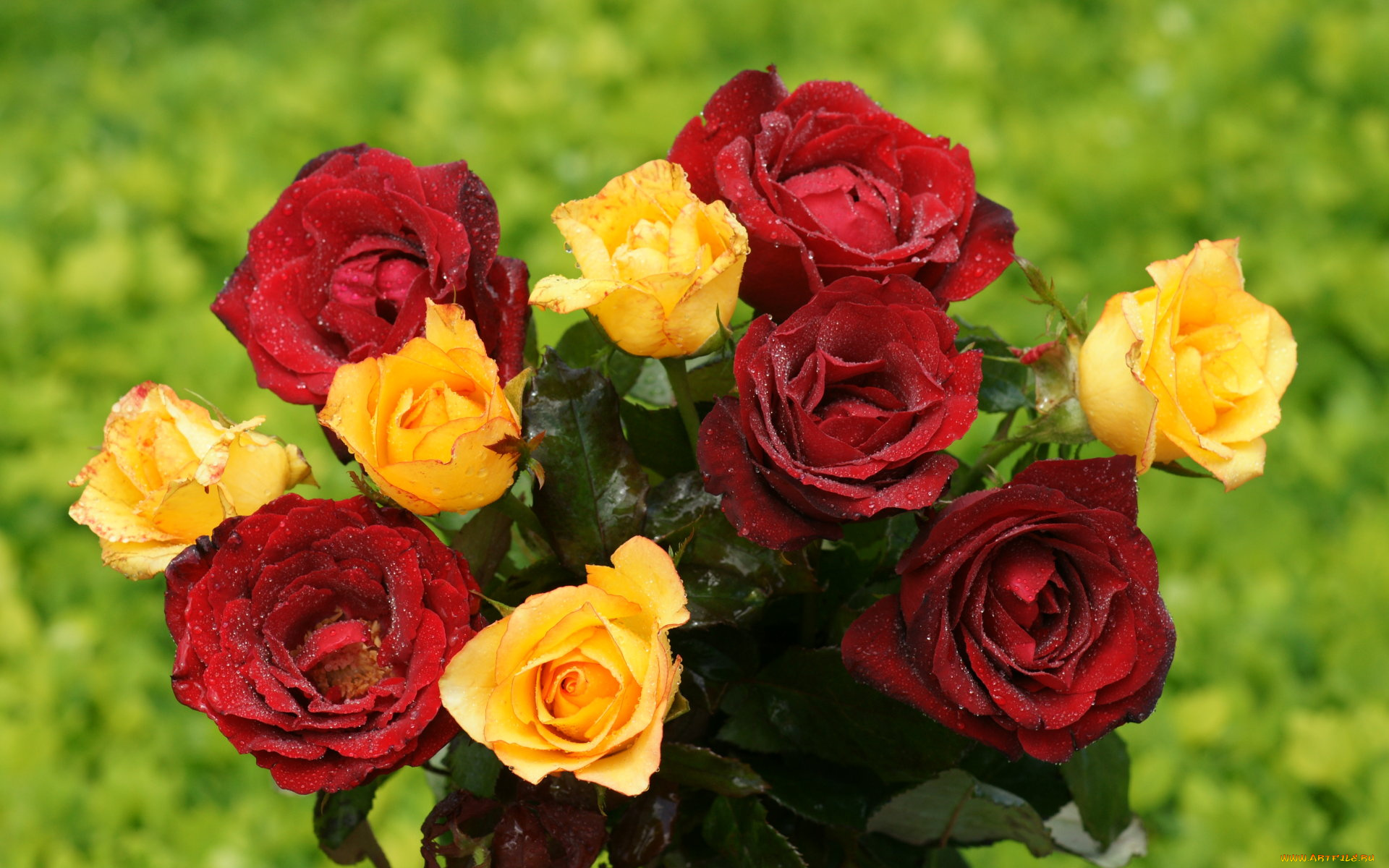 цветы, розы