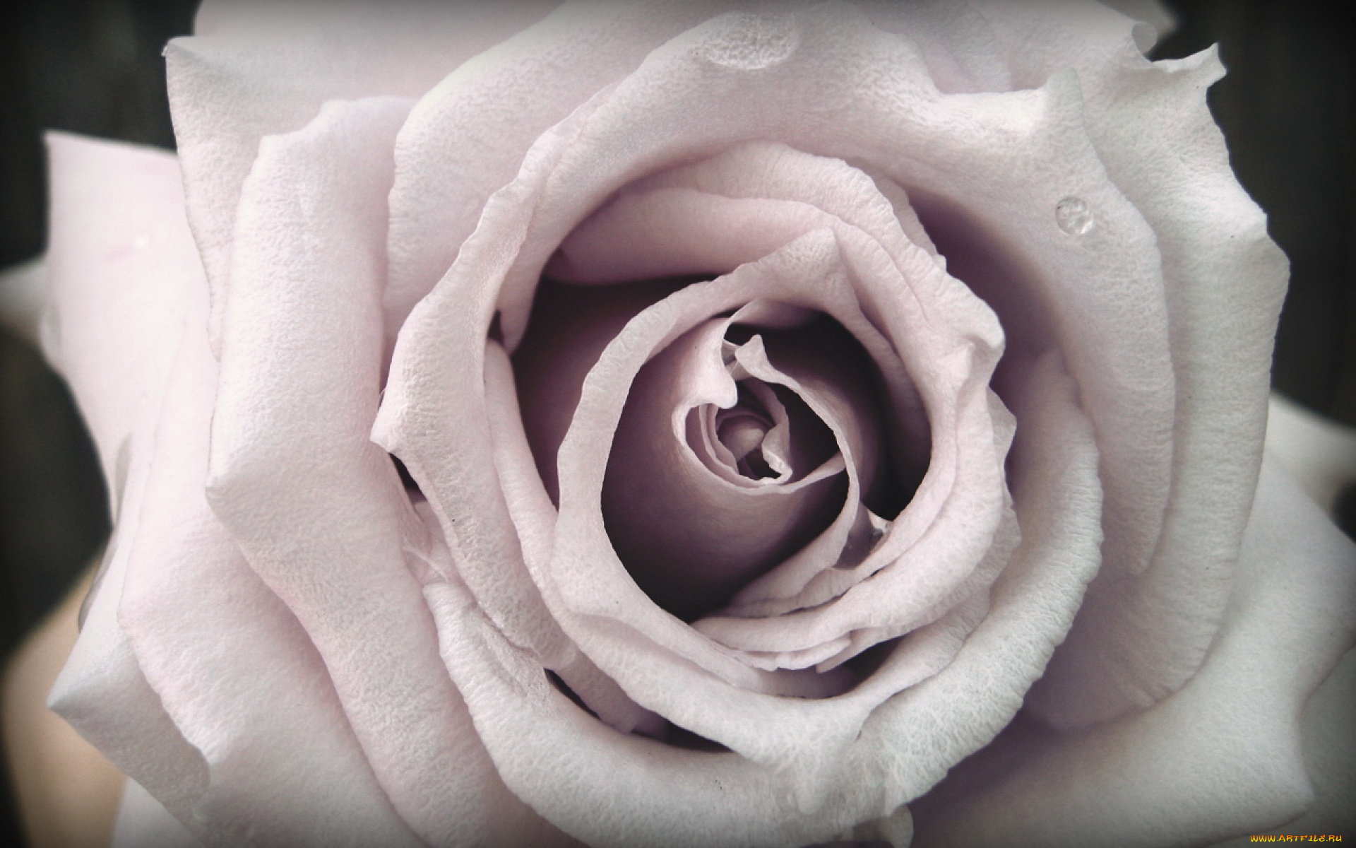 цветы, розы