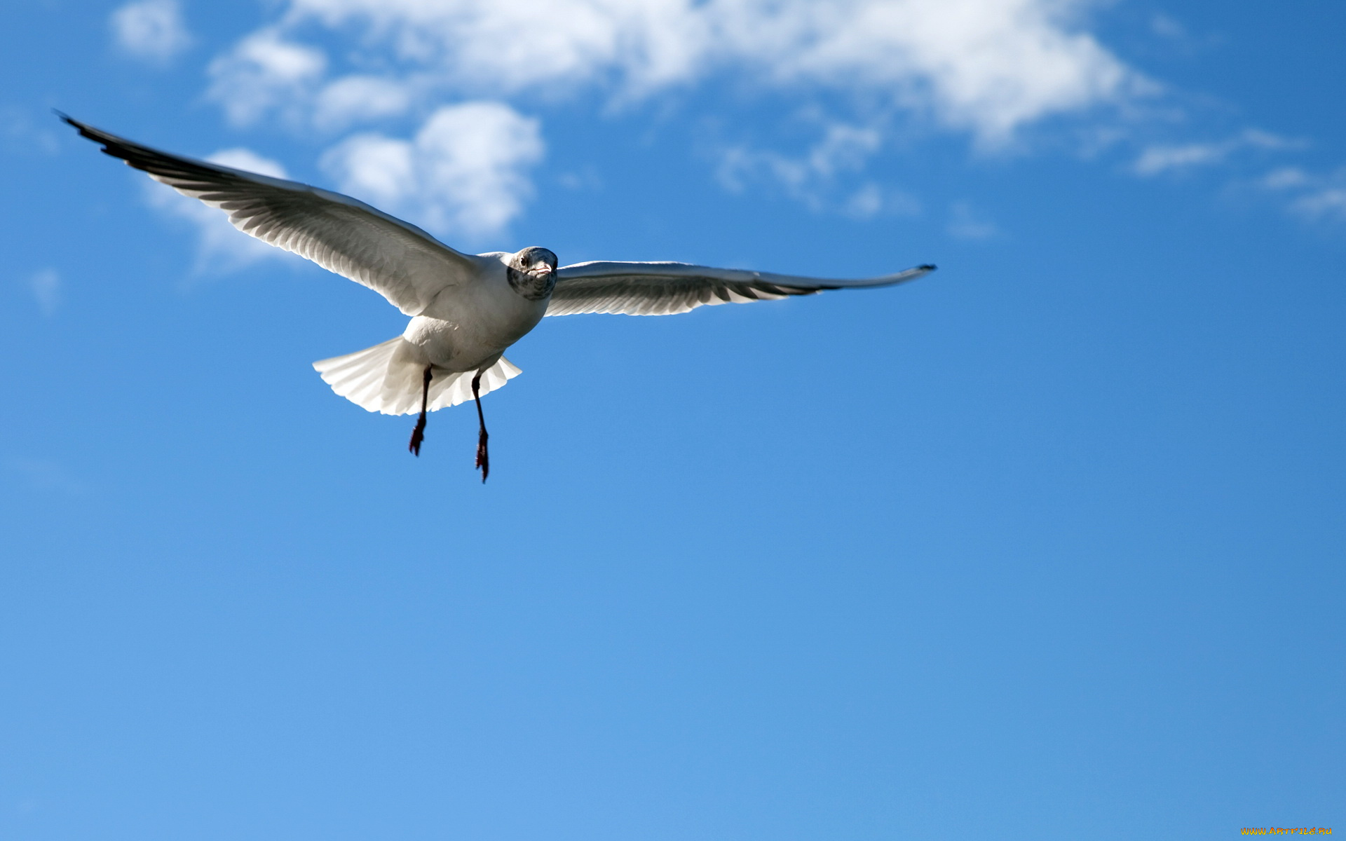 животные, Чайки, бакланы, крачки