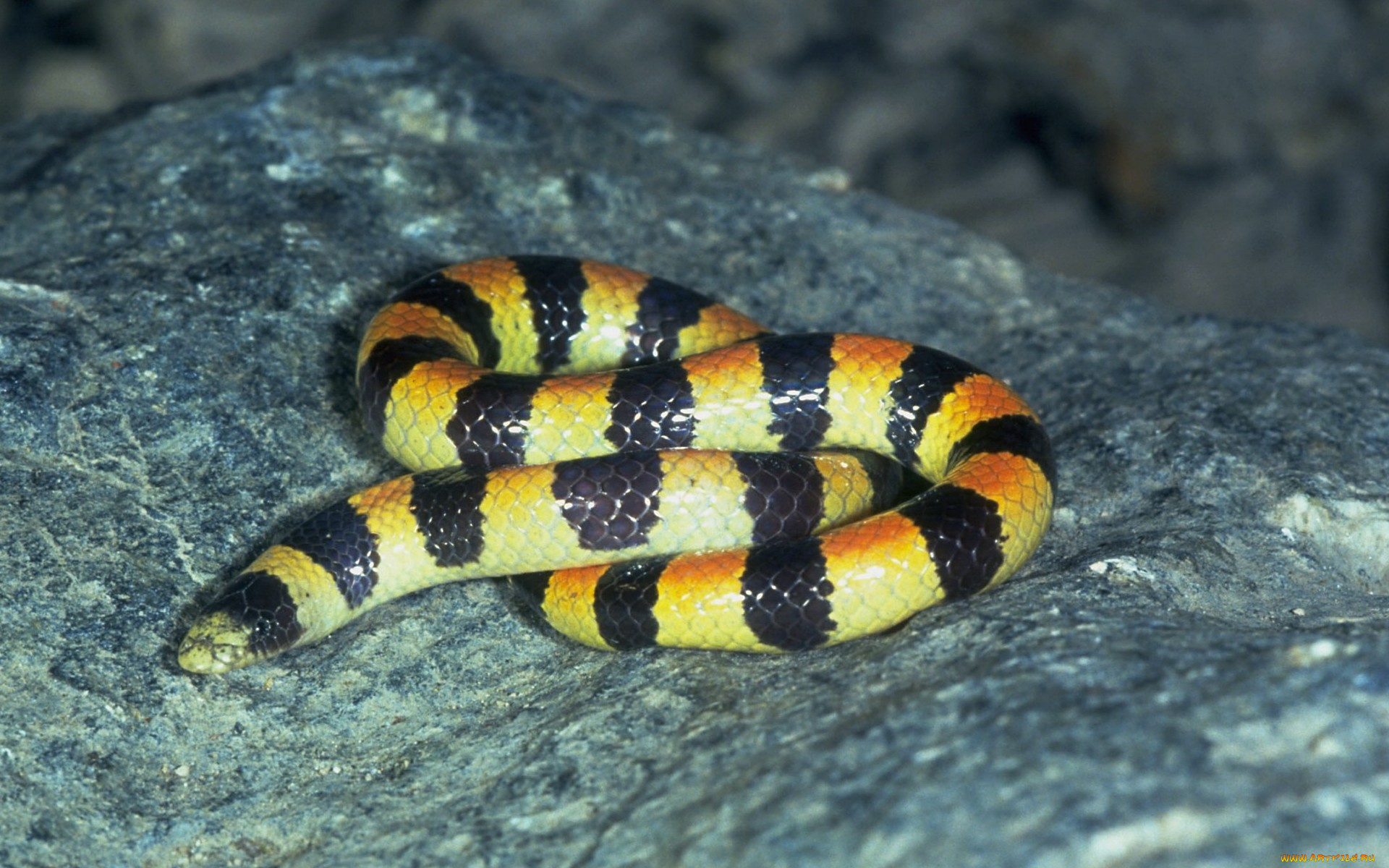 животные, змеи, питоны, кобры