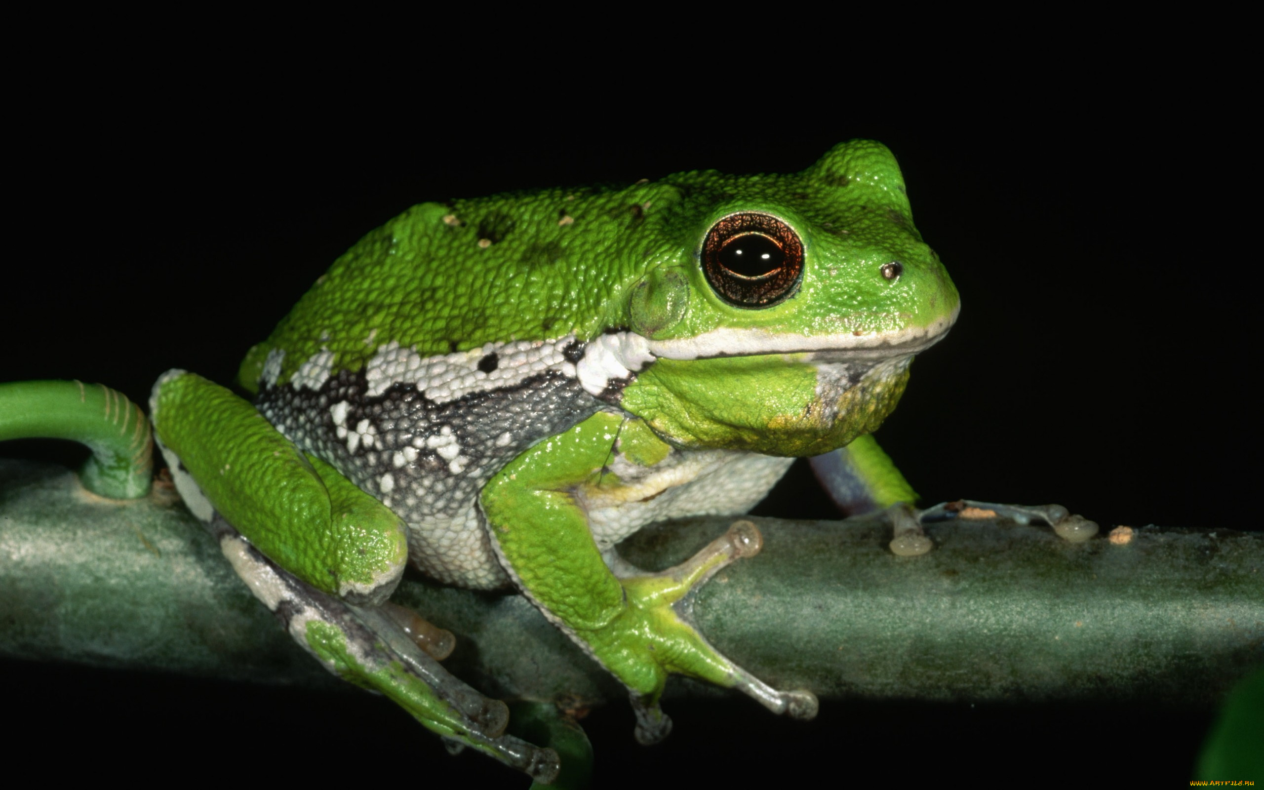 животные, лягушки