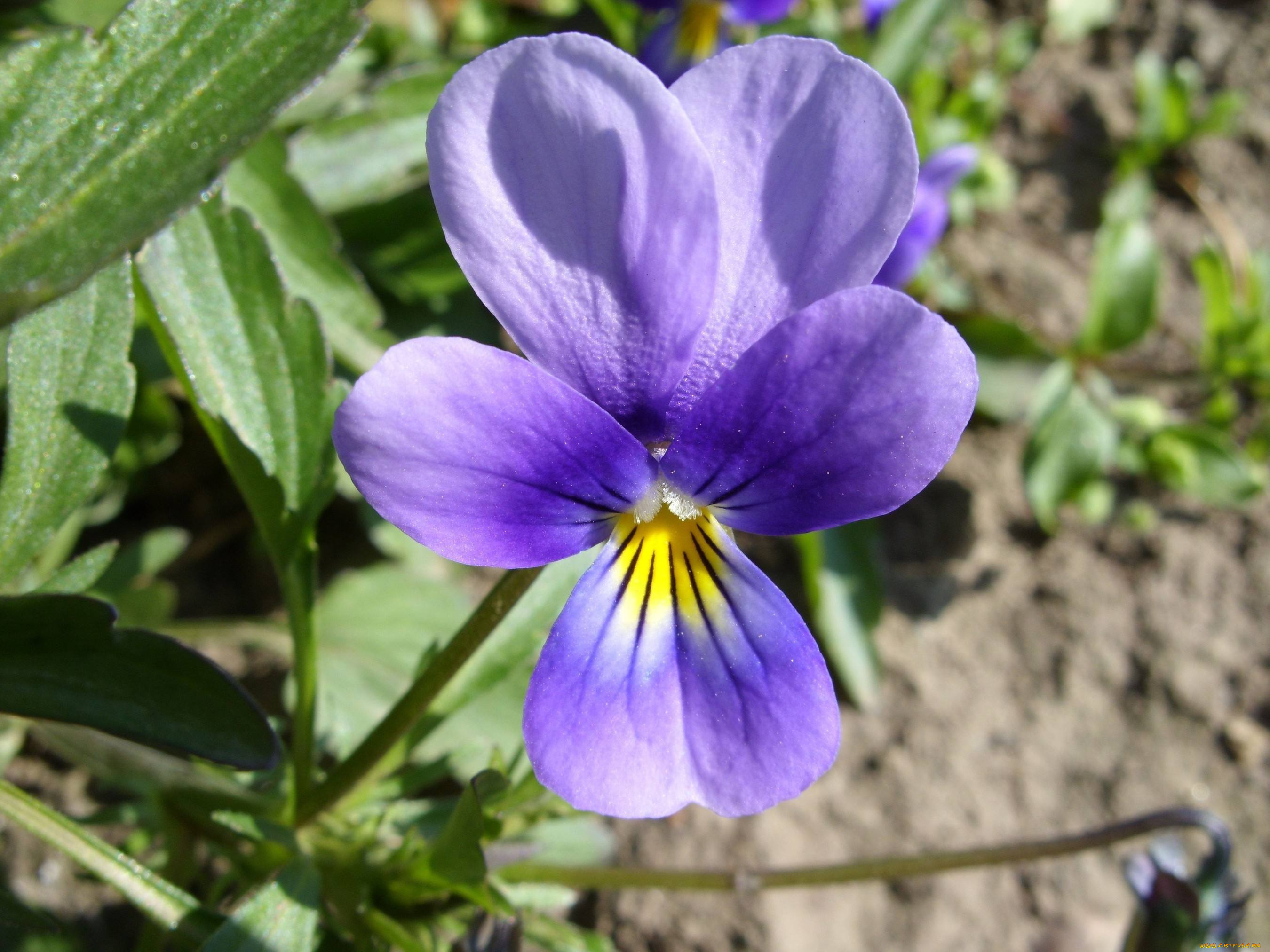 цветы, фиалки