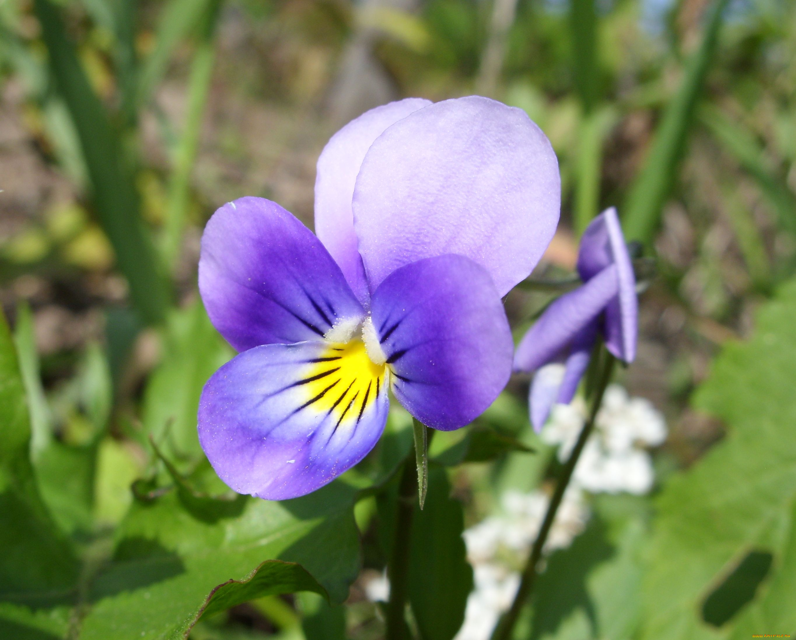 цветы, фиалки