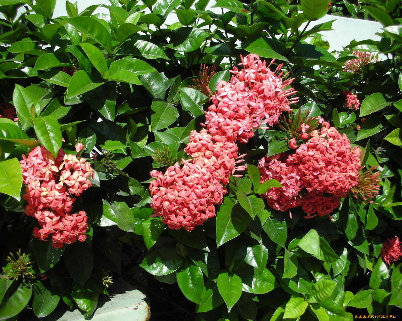 цветы, клеродендрумы