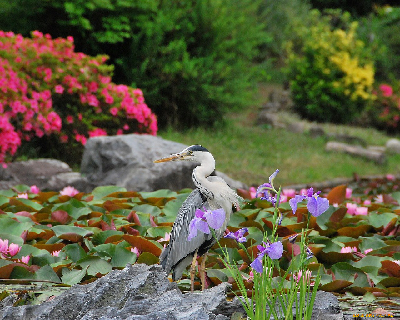 животные, цапли