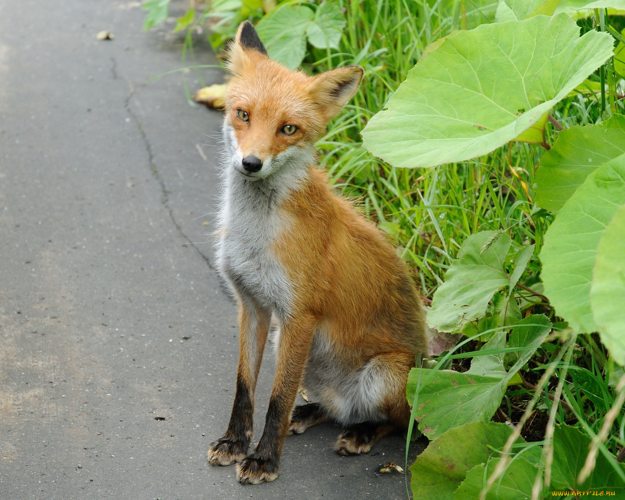 животные, лисы