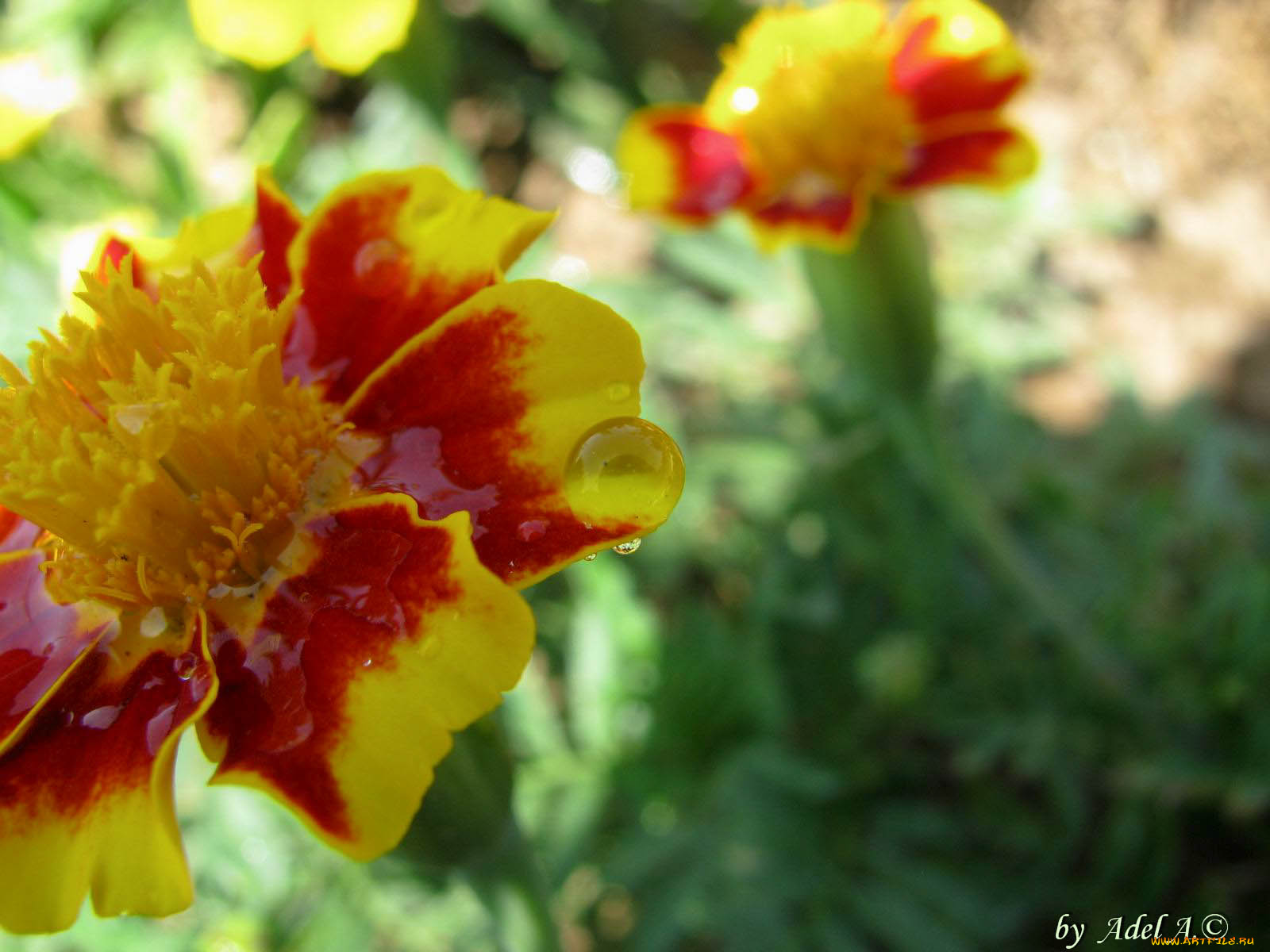 цветы, бархатцы