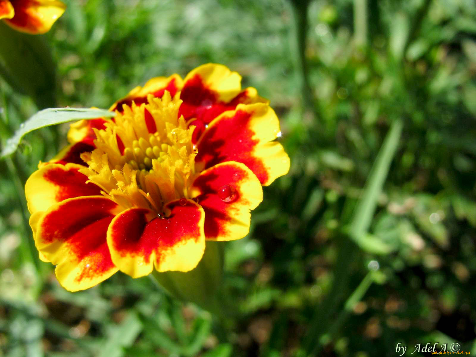 цветы, бархатцы