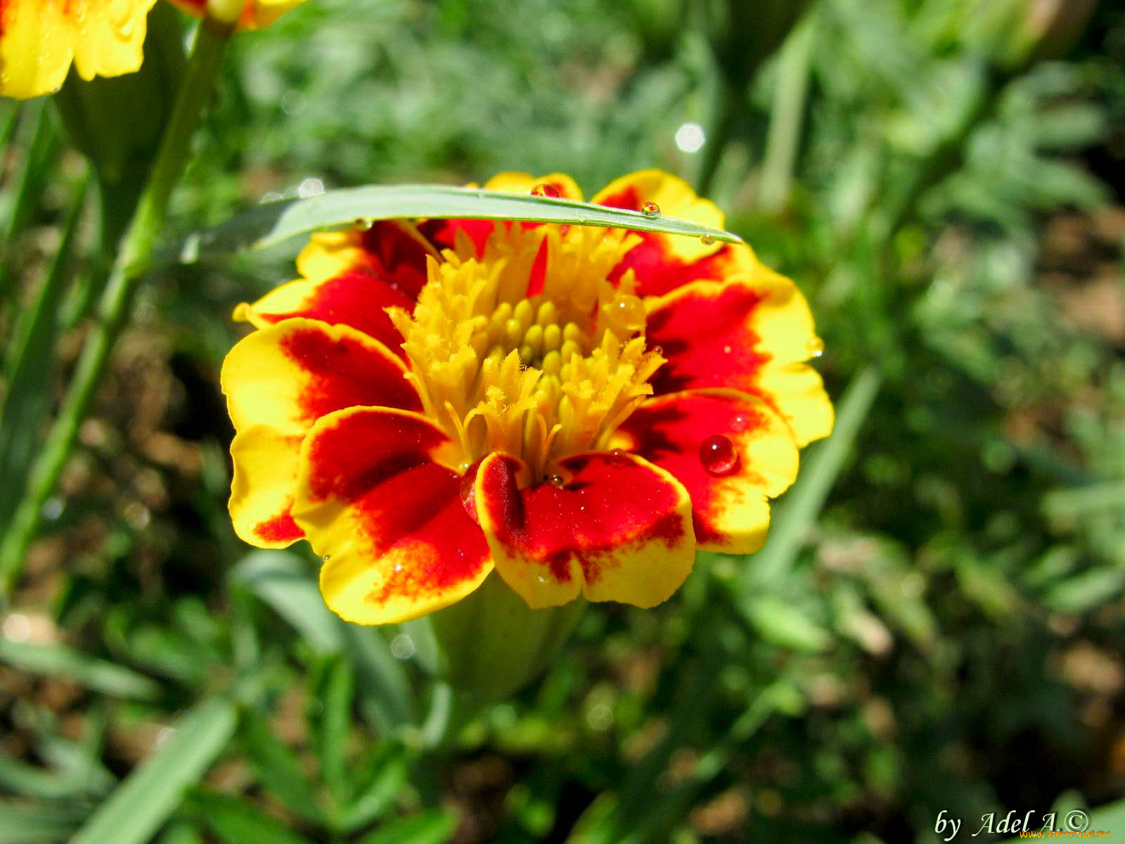 цветы, бархатцы