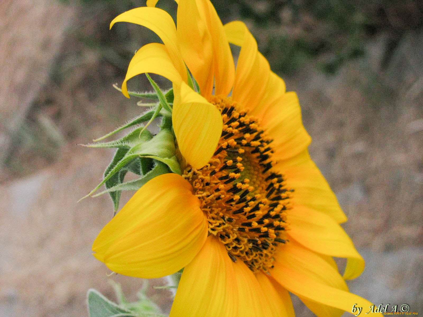 цветы, подсолнухи