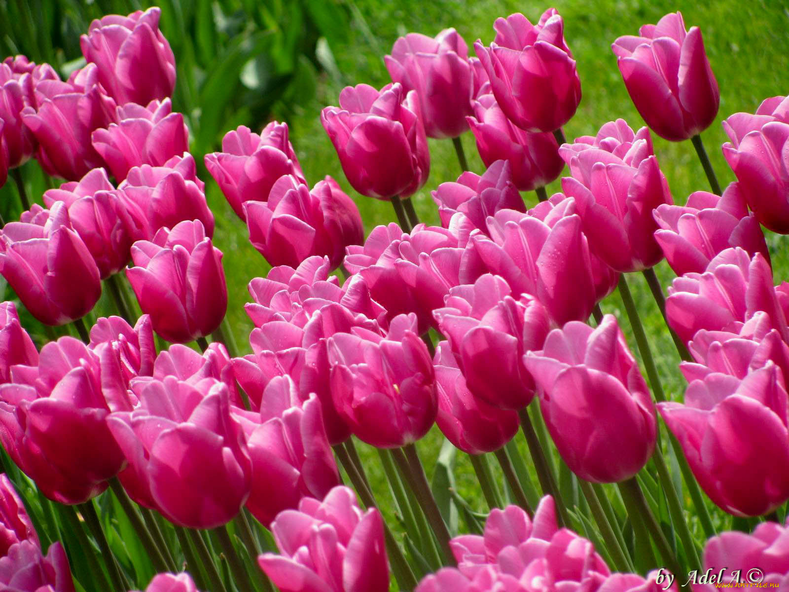 цветы, тюльпаны