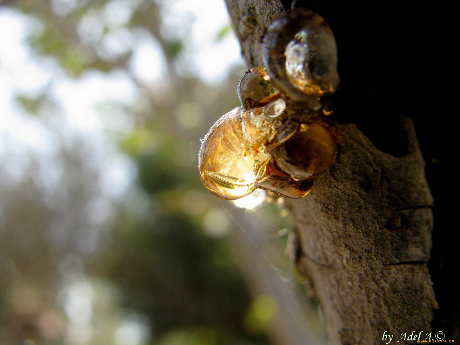 природа, макро