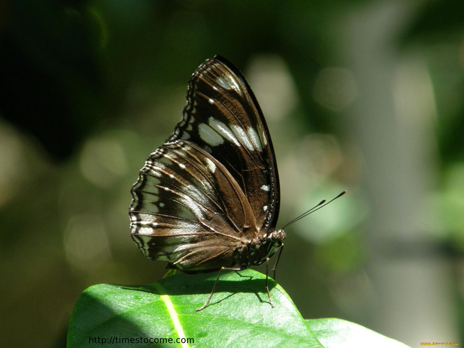 животные, бабочки
