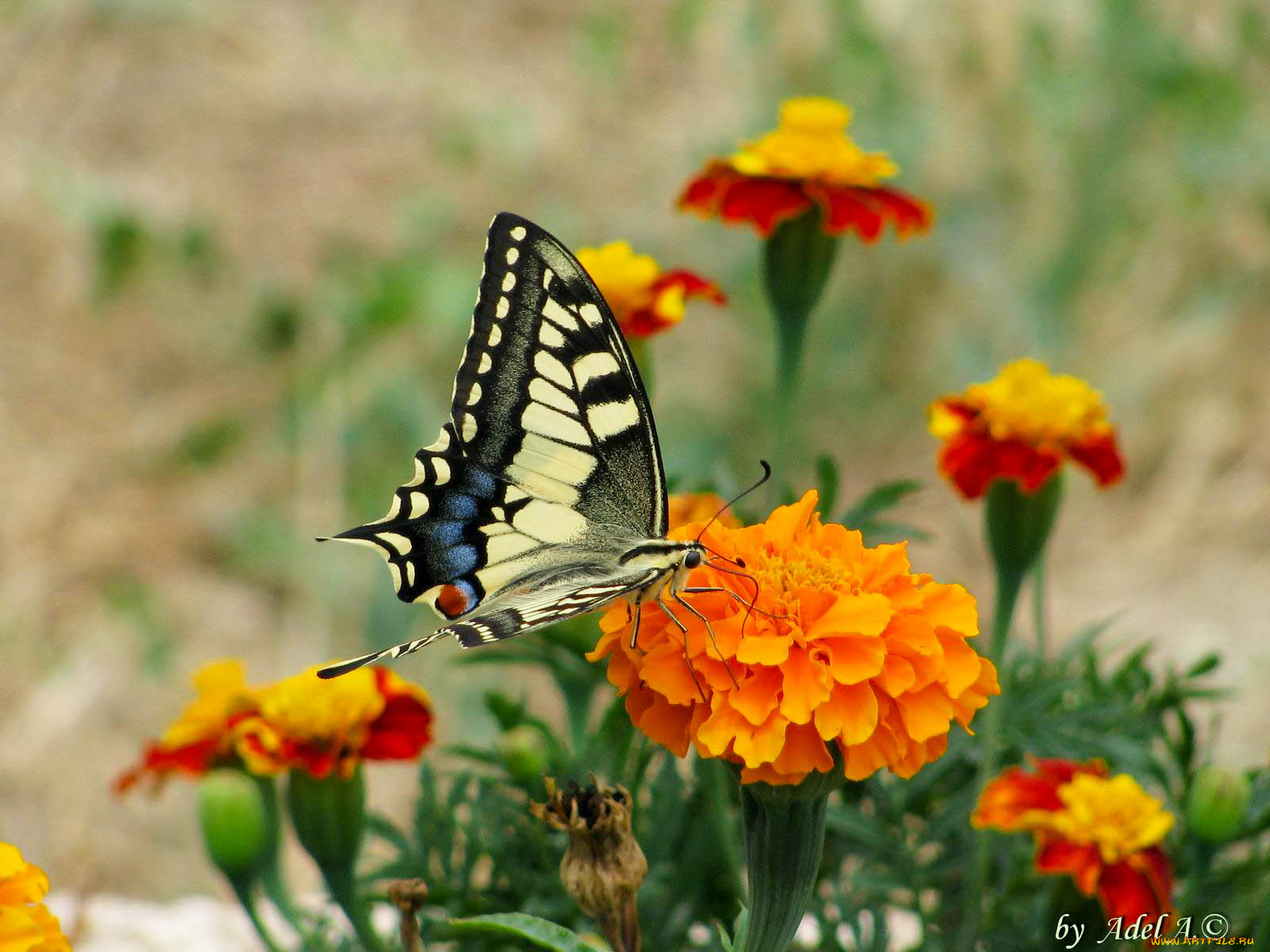 животные, бабочки