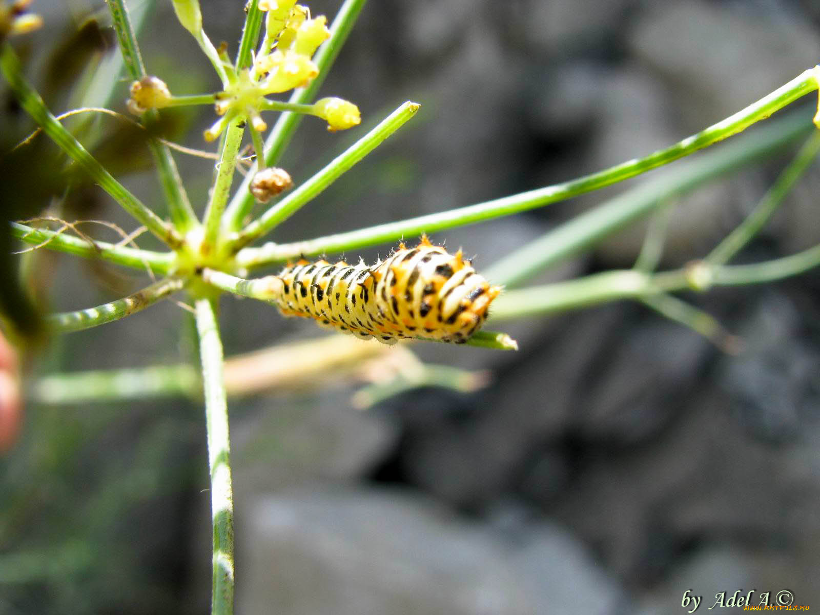 животные, гусеницы