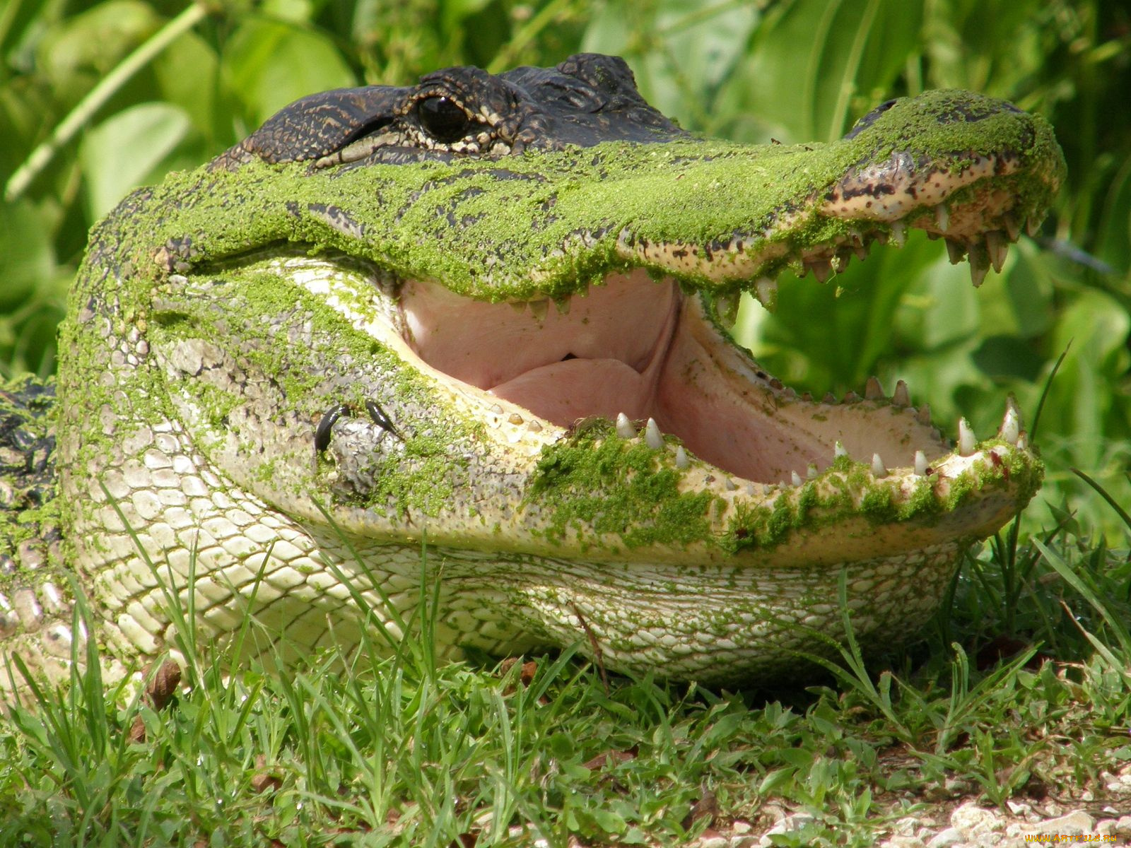 животные, крокодилы