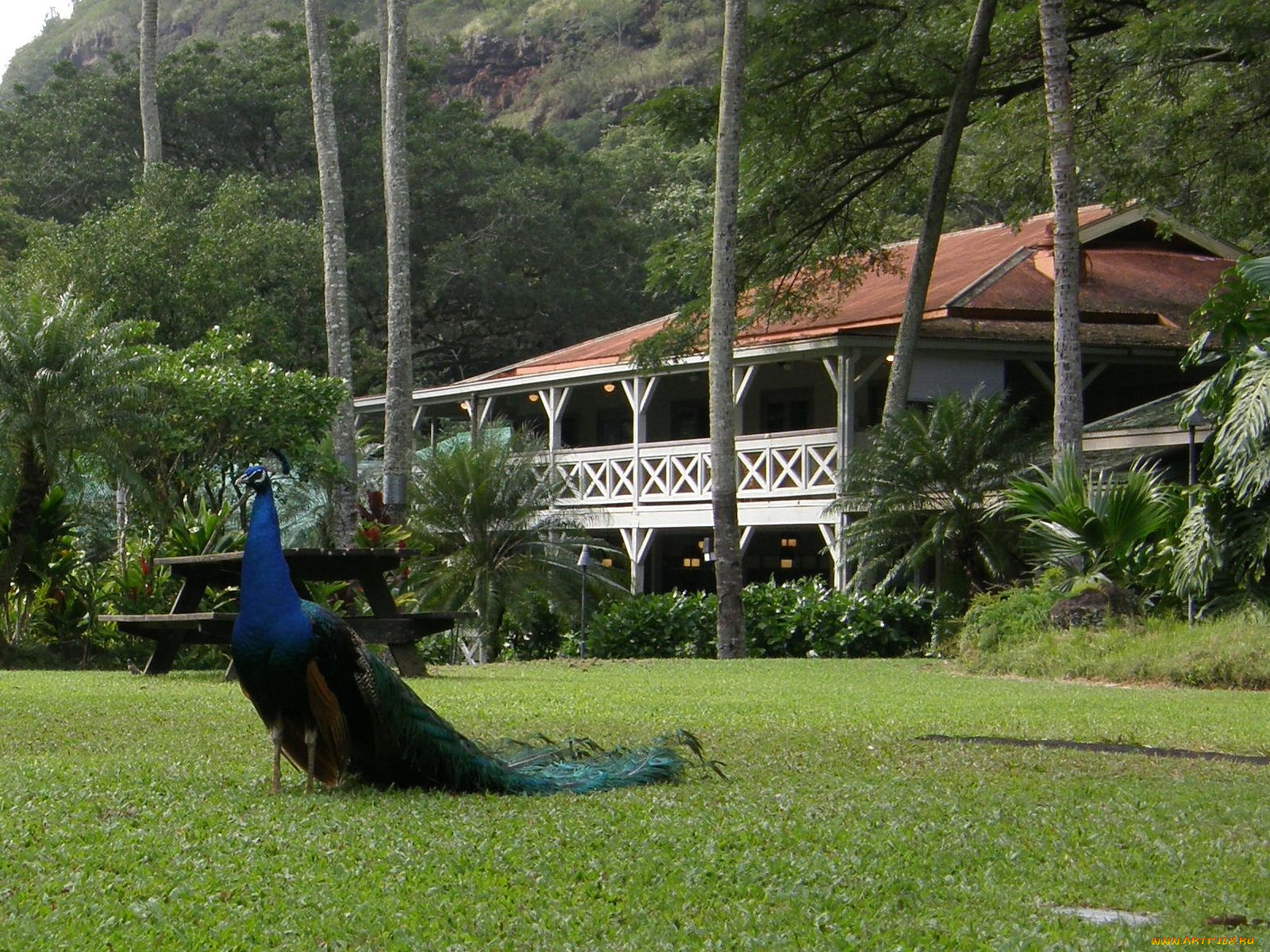 животные, павлины