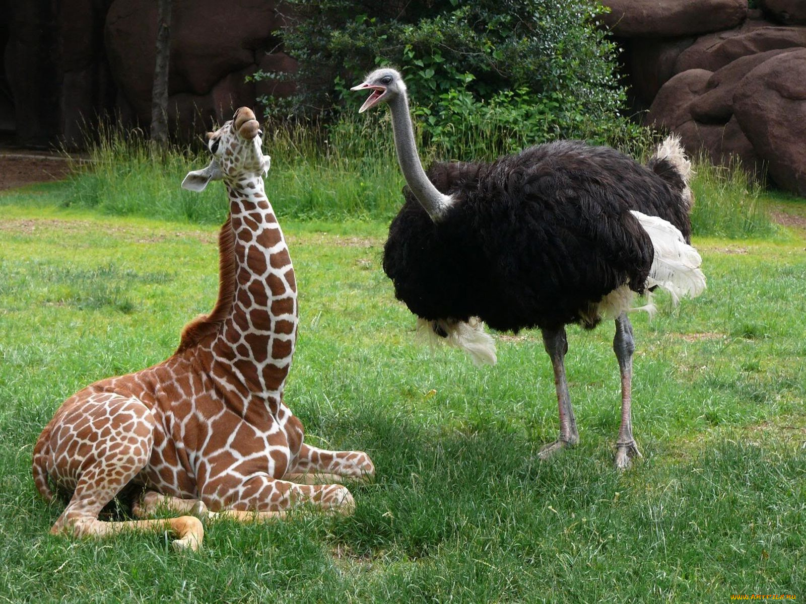 животные, разные, вместе