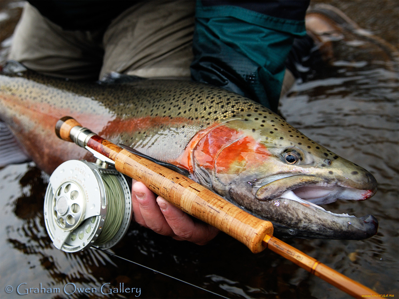 животные, рыбы