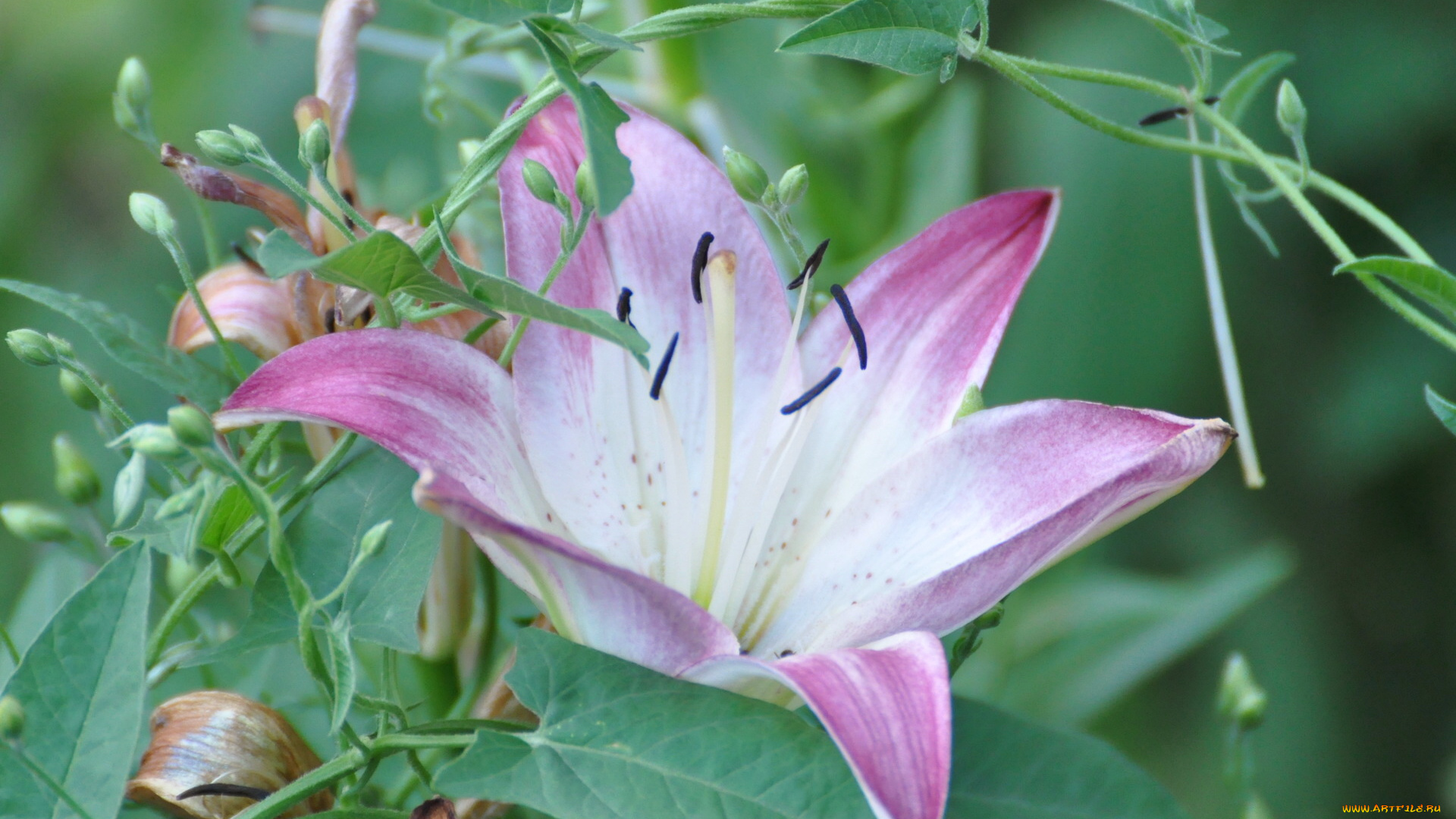 цветы, лилии, лилейники