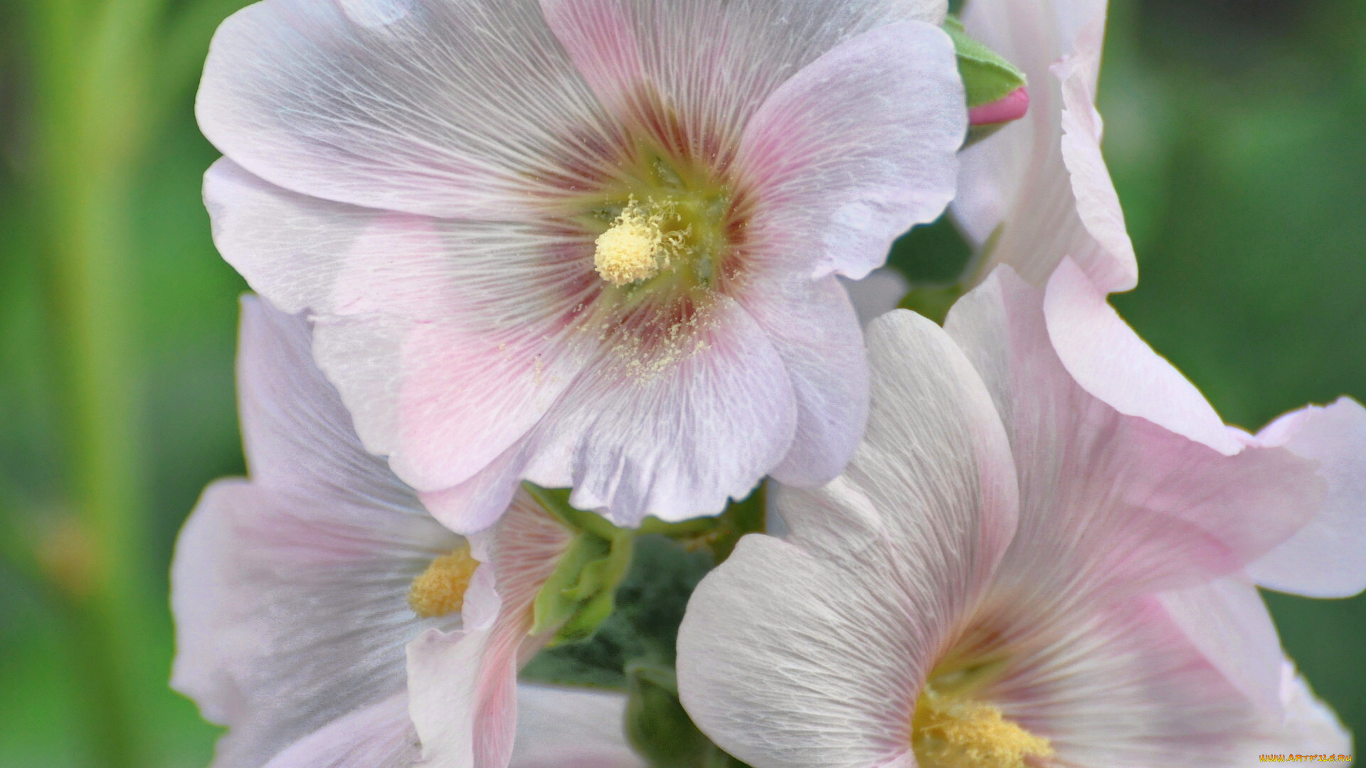 цветы, мальвы