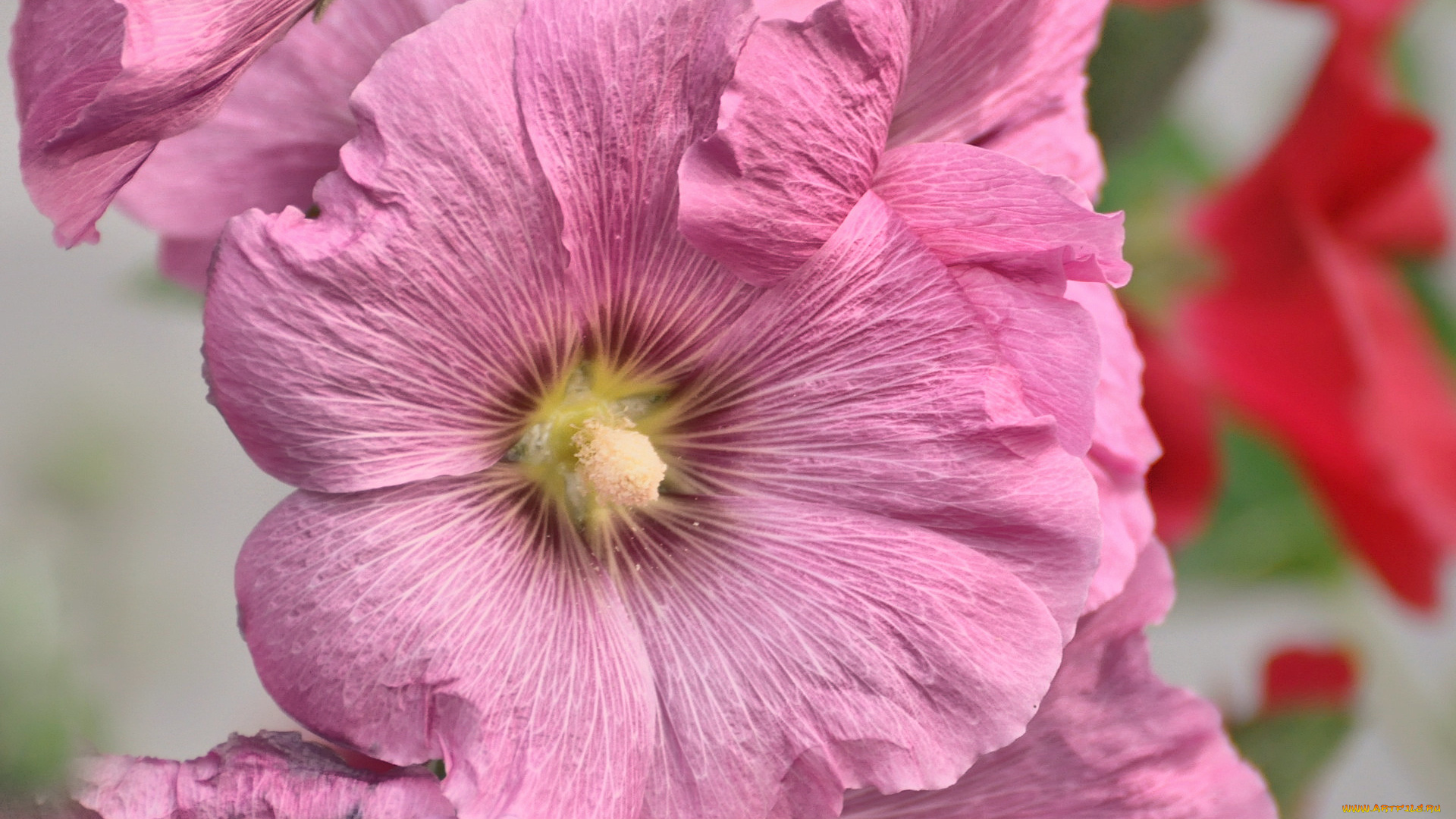 цветы, мальвы