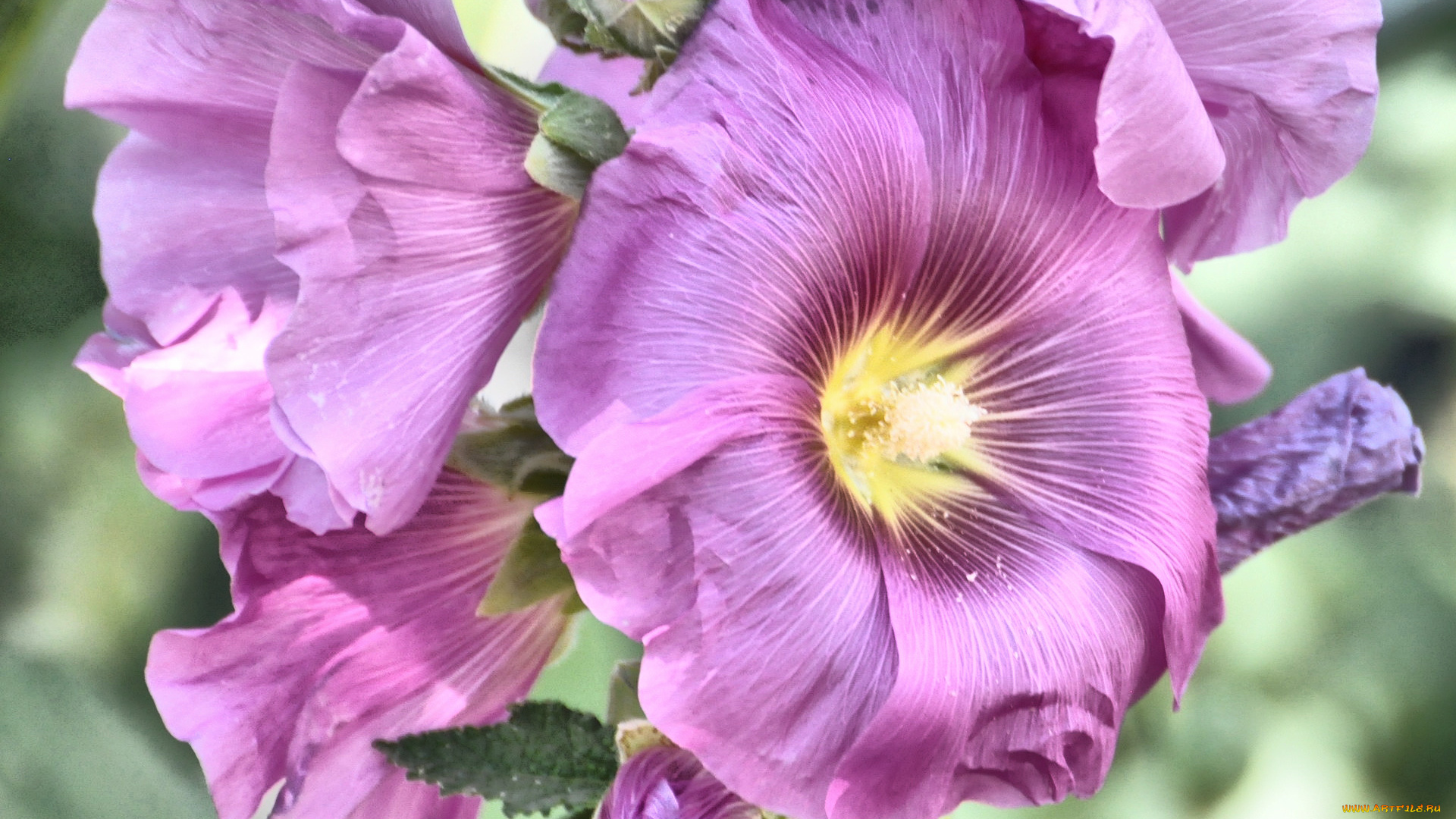 цветы, мальвы