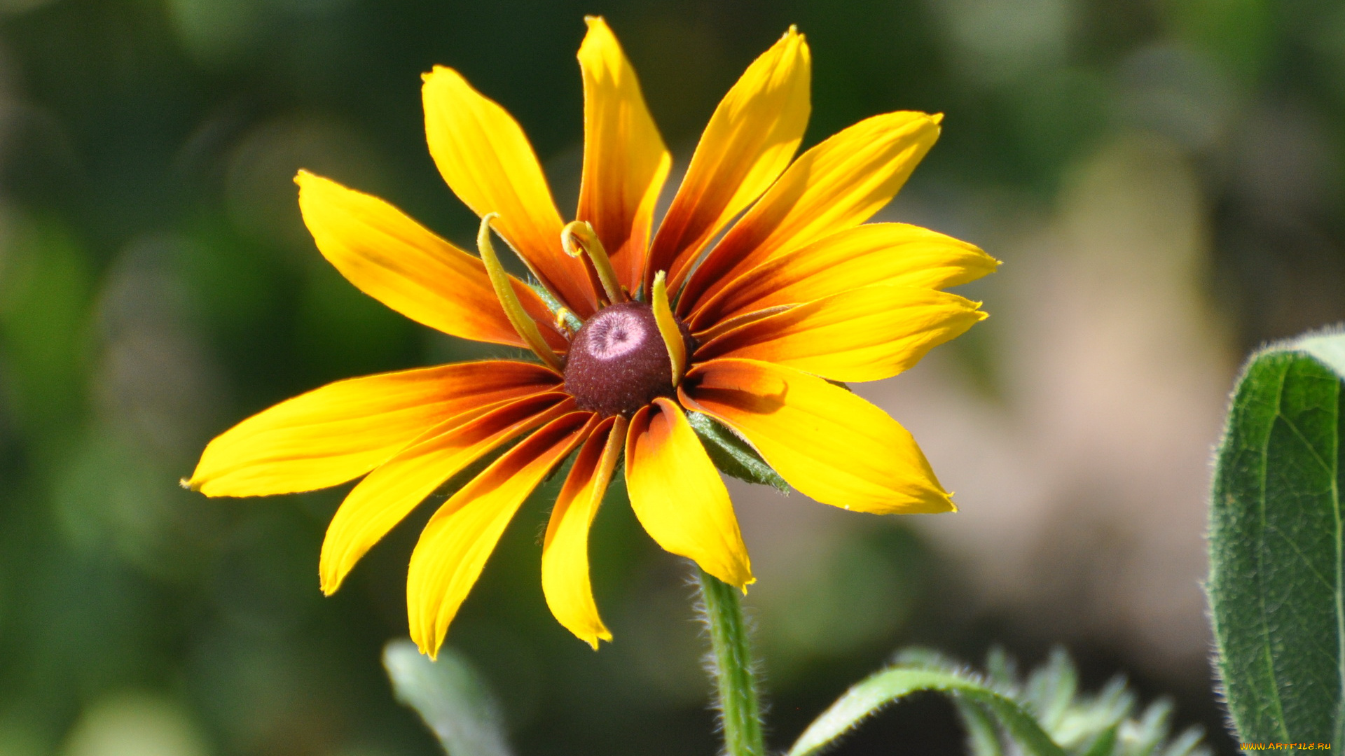 цветы, рудбекия