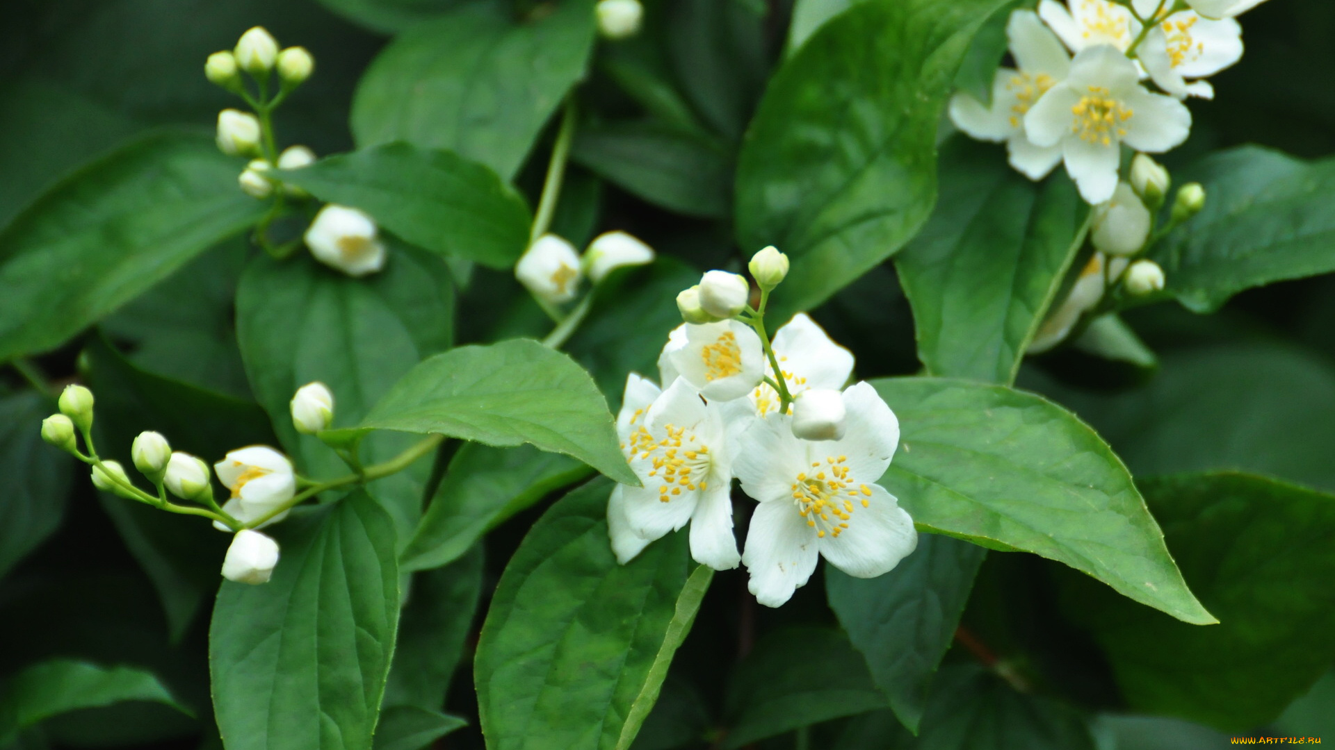 цветы, жасмин