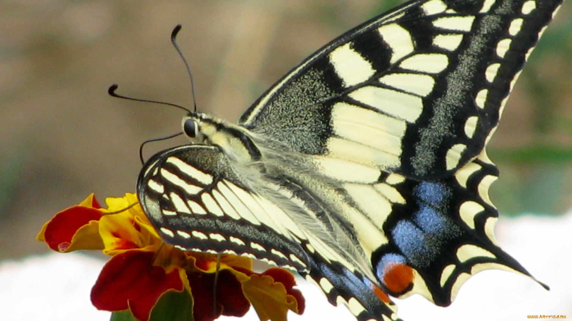 животные, бабочки