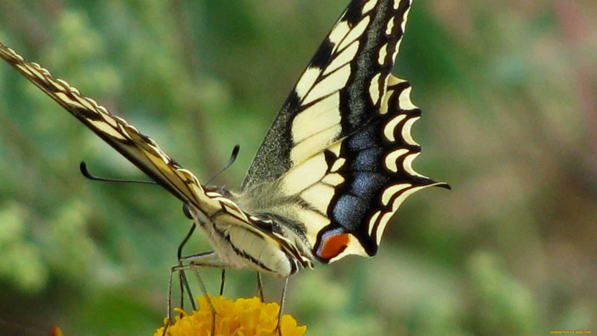 животные, бабочки